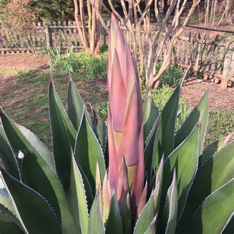 Agave approaching full bloom in June 2018. | Home & Garden Information ...