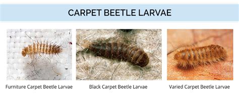 How To Identify Carpet Beetles | www.cintronbeveragegroup.com