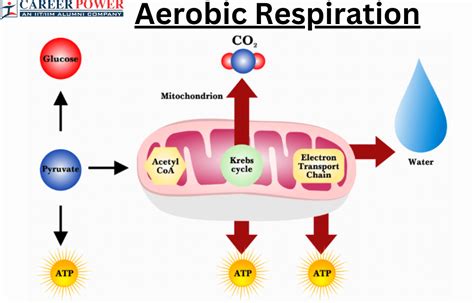 Aerobic Respiration: Definition, Equation and Examples