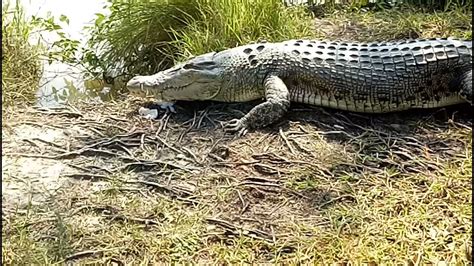 Crocodiles in Sundarbans 🐊 সুন্দরবনের কুমির - YouTube