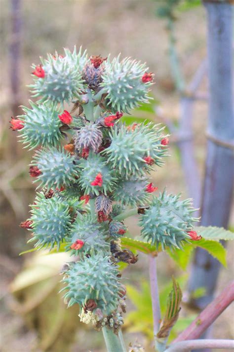 Castor Oil Plant - Land for Wildlife