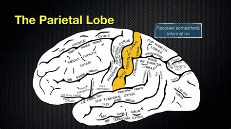 18+ What Is The Function Of A Parietal Lobe Background | Anatomy of Diagram