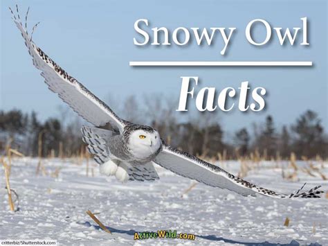 All About Snowy Owls: Facts, Pictures & In-Depth Information