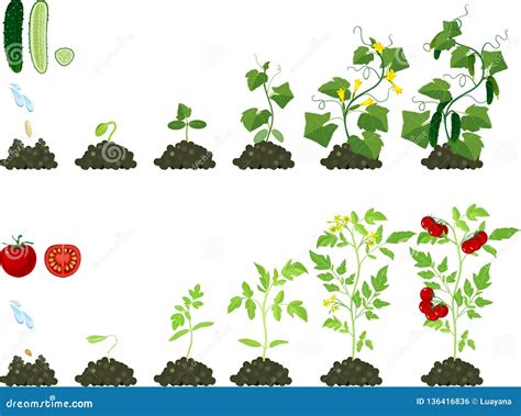 Fije De Los Ciclos De Vida De Plantas Agrícolas Etapas Del Crecimiento ...