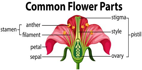 Ideal Flower Parts Labeled Nursery Rhyme Coloring Pages