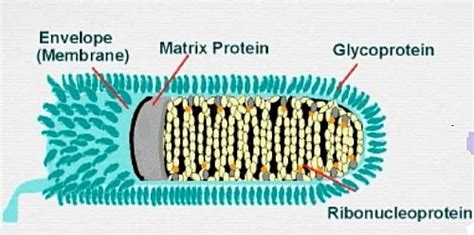 Rabies Virus in Humans: Rabies virus Structure, Classification and Mode ...