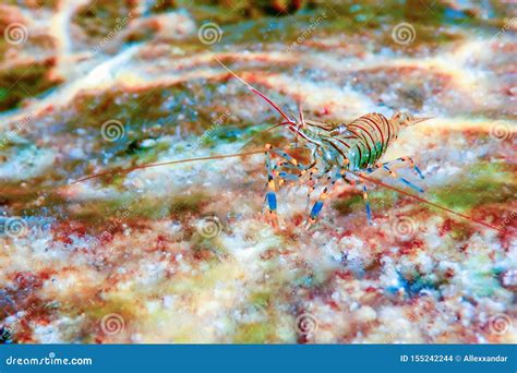 Rock Shrimp Underwater, Common Shrimp, Palaemon Serratus Underwater ...