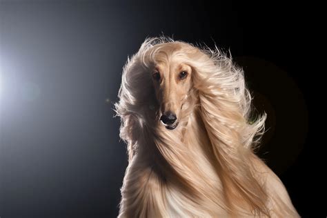 Why I Love the Afghan Hound - Woofline Pets