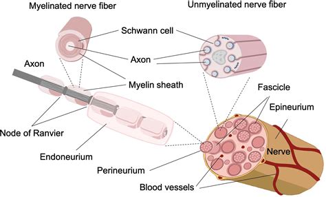 Sensory Nerve Fibers