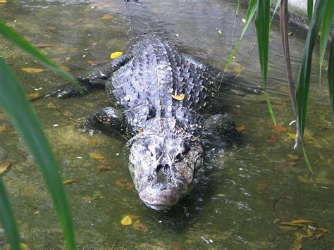 Amazon Caiman Facts - Rainforest Cruises