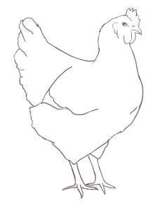 How to Draw a Chicken: Step by Step Guide