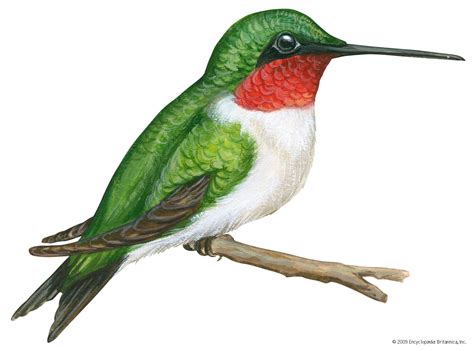 Ruby-throated hummingbird | bird | Britannica