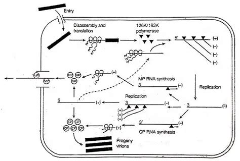 TMV | Tobacco Mosaic Virus Diagram, Structure, Life Cycle