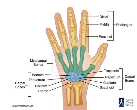 Hand Bones - Anatomy, Structure and Diagram