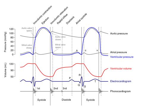 The Cardiac Cycle | Wigger’s diagram | Geeky Medics