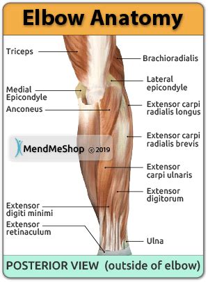 Anatomy of the Elbow