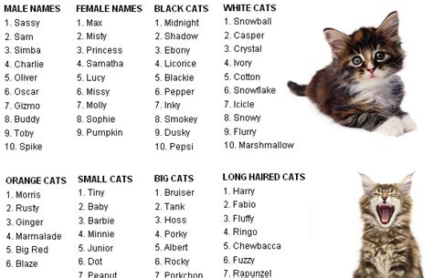 Get Hawaiian White Cat Names Photos – See more ideas about pets, cute ...