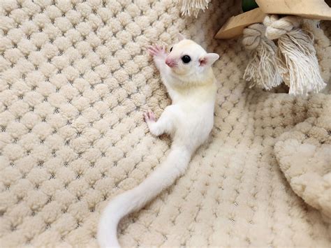 Leucistic Sugar Glider - Reptiles4home.com