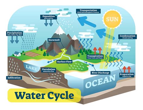 Diagram Of Water Cycle For Kids Water Cycle Diagram Water Cycle ...