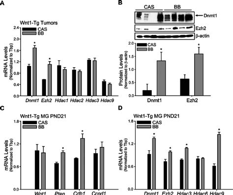 Gene expression of DNA methylation and chromatin-modifying enzymes in ...