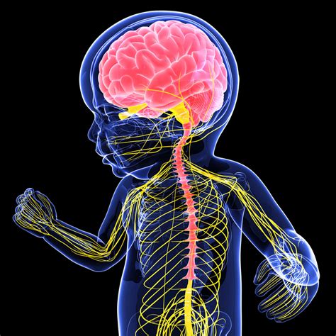 The Brain And Nervous System. Are they working right?