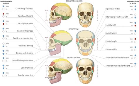 Neanderthal Vs Human Skull