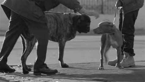 Dogs Bring Out The Best In People In Touching Ad About Tolerance