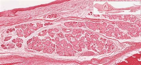 Oral Cavity | histology