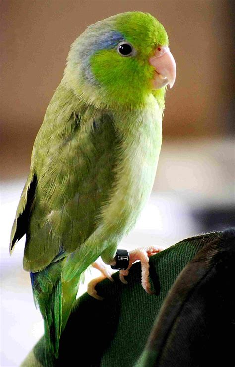 A List of 5 Types of Small Parrots