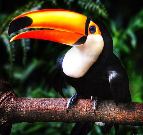 The colorful beak of Toucan bird