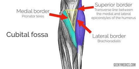 cubital fossa muscle anatomy