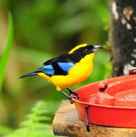 Blue-winged Mountain-Tanager - She Flew Birding Tours