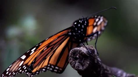 Amazing Monarch Butterfly Sanctuary Mexico Where Stock Footage Video ...