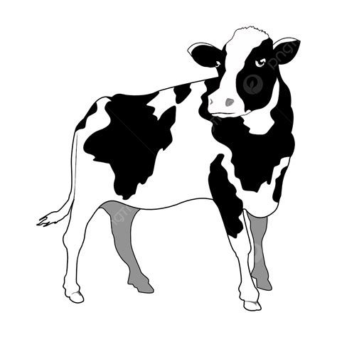 Sapi Perah, Cow, Sapi, Cow Vector PNG and Vector with Transparent ...