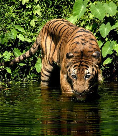 Tiger Species of the World | Tiger Species | Live Science