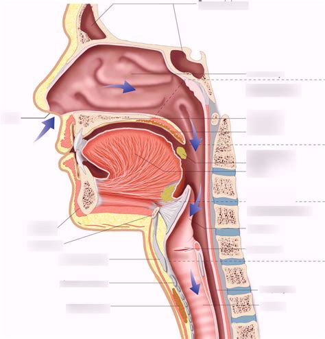 Sagittal section of structures in the upper respiratory tract Diagram ...