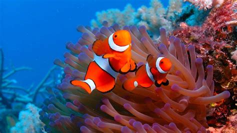 HD Ocean Sea Life Wallpapers (47+ images)