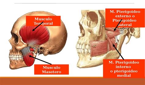 Acceso a las actividades