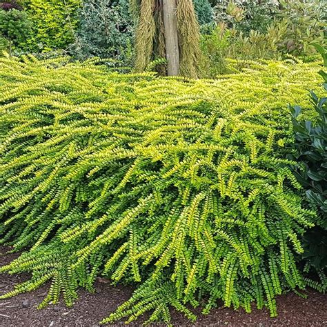 Lonicera nitida 'Golden Glow' Thunderbolt™ Honeysuckle from Antheia Gardens