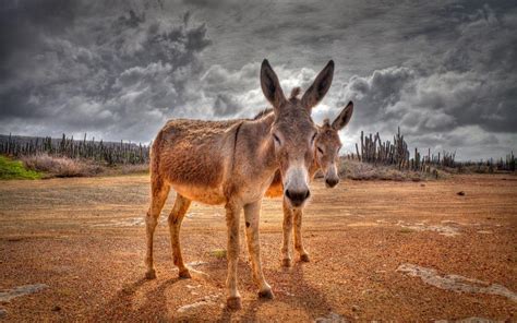 Donkey Wallpapers - Top Free Donkey Backgrounds - WallpaperAccess