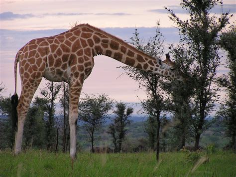 Giraffe Feeding Murchison - Free photo on Pixabay