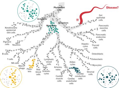 Gene regulatory network remodeling