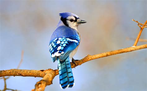 Blue Jay | Audubon Field Guide