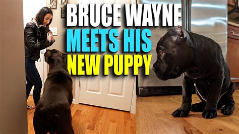 Bruce Wayne Meets Puppy Cane Corso - We Got a Puppy Part 2! - YouTube