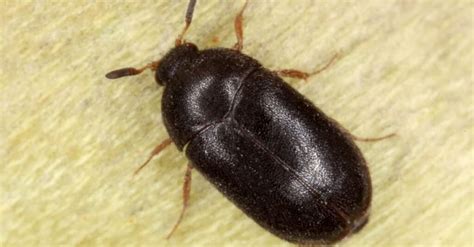 Carpet Beetle Vs Bed Bug What Are The Differences Az Animals