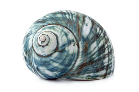 Blue Sea Shell Free Stock Photo - Public Domain Pictures