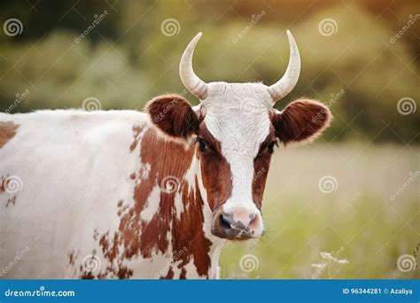 Portrait of a Cow, White with Red Spots. Stock Image - Image of farming ...