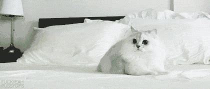 fluffy cats on Tumblr