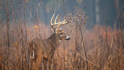 Maine's antlerless deer permit lottery expected to open in June ...