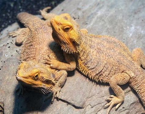 Are Bearded Dragons the Best Pet Lizard? (Pics) | Blue Dragon Pets